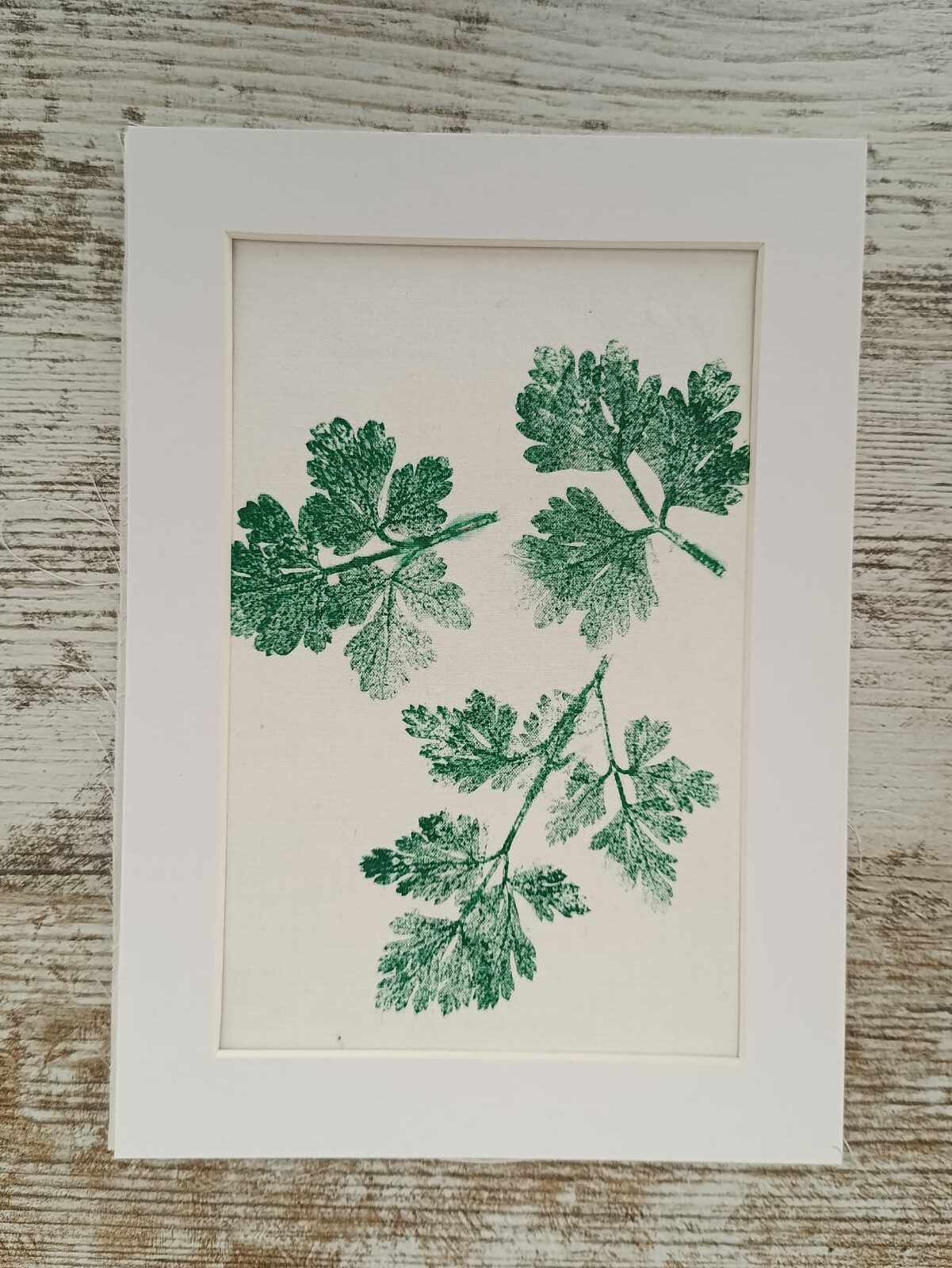 MONOTIPIA HOJA PEREJIL