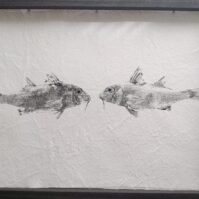 salmonete fish