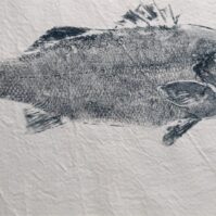 dorada fish